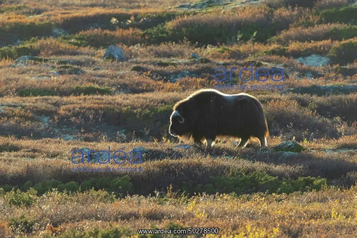 : Musk Ox cow : Musk Ox cow