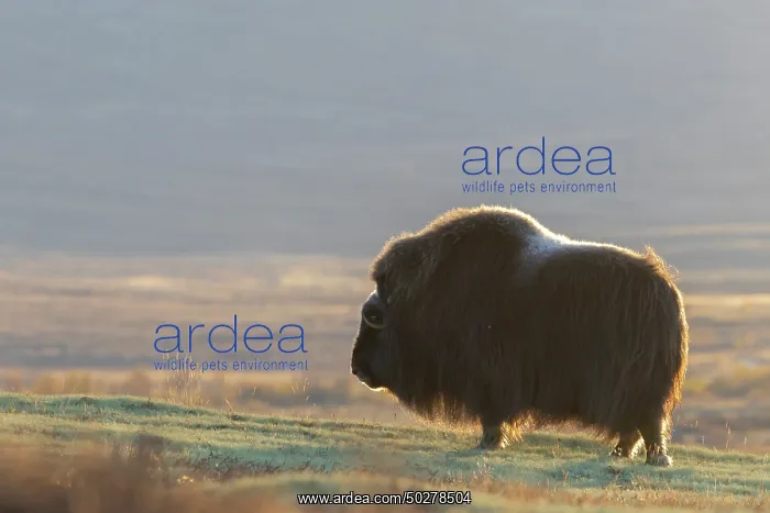: Musk Ox cow : Musk Ox cow