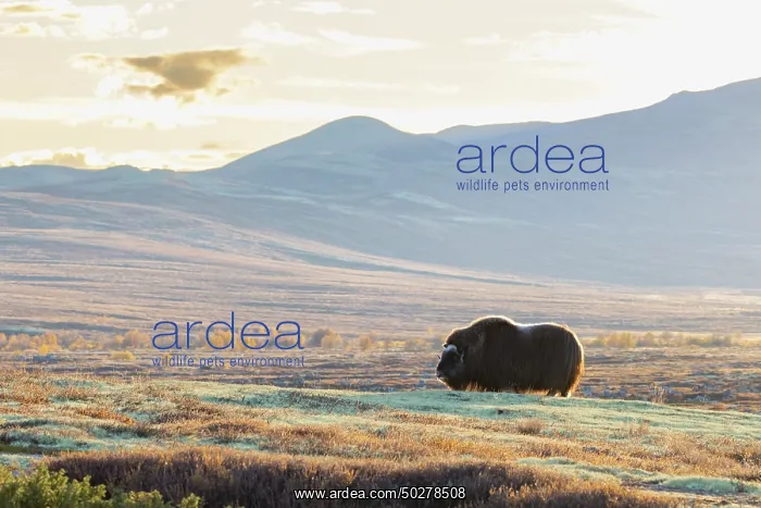 : Musk Ox cow : Musk Ox cow