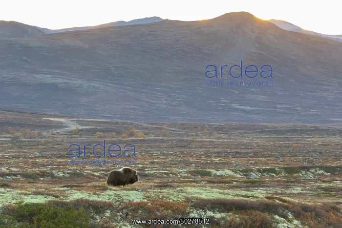 : Musk Ox cow : Musk Ox cow