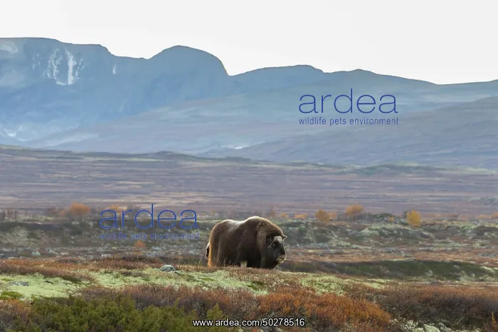 : Musk Ox cow : Musk Ox cow