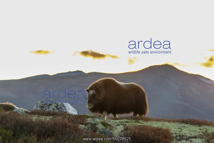  : Musk Ox cow