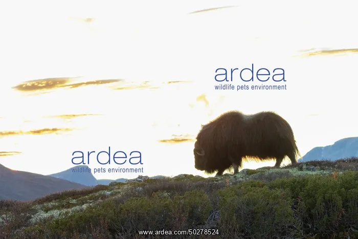 : Musk Ox cow : Musk Ox cow