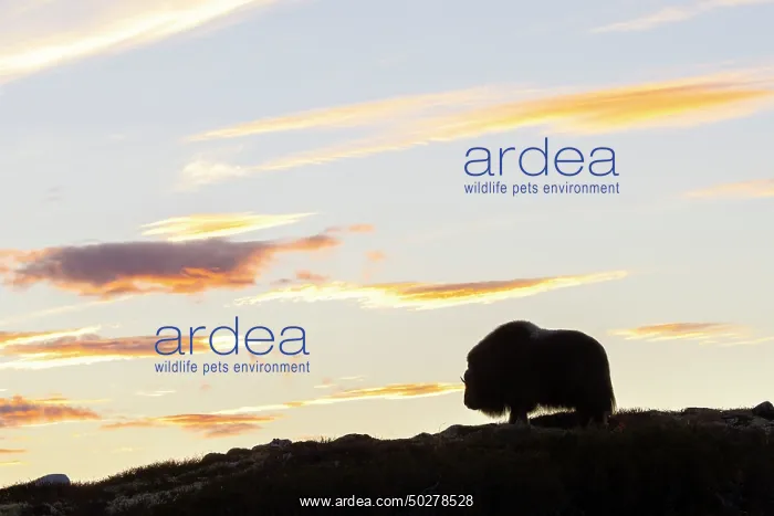 : Musk Ox cow : Musk Ox cow