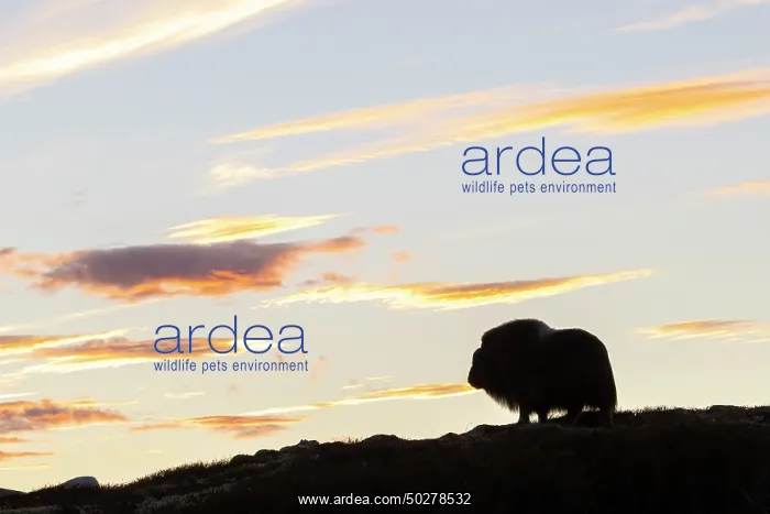 : Musk Ox cow : Musk Ox cow