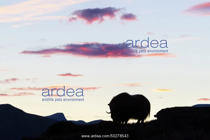: Musk Ox cow : Musk Ox cow