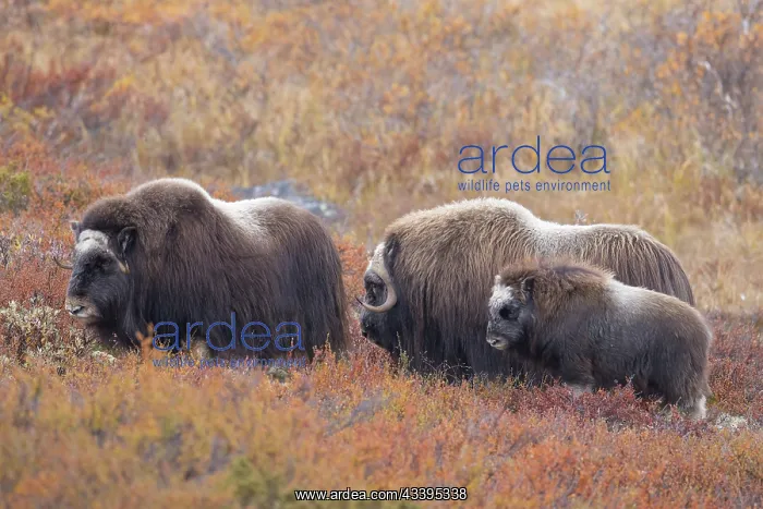 : Musk Ox group : Musk Ox group