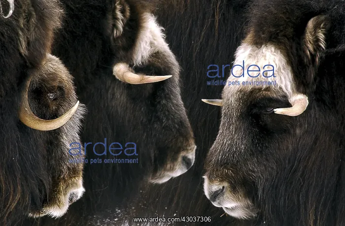 : Musk Ox group in spring - Group of musk ox standing : Musk Ox group in spring - Group of musk ox standing