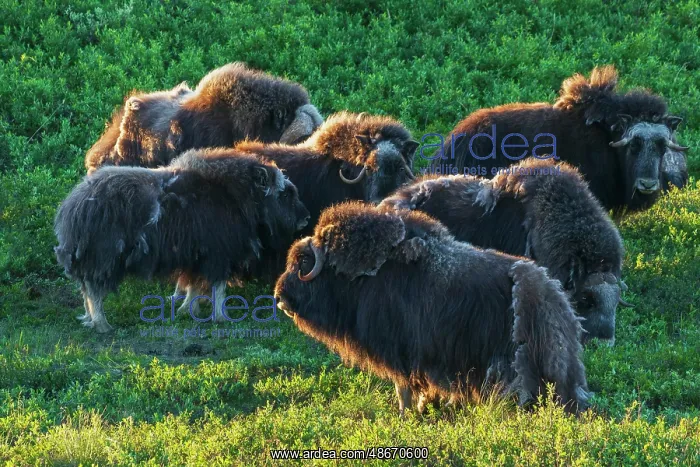 : Musk ox herd, early morning light on the arctic tundra : Musk ox herd, early morning light on the arctic tundra