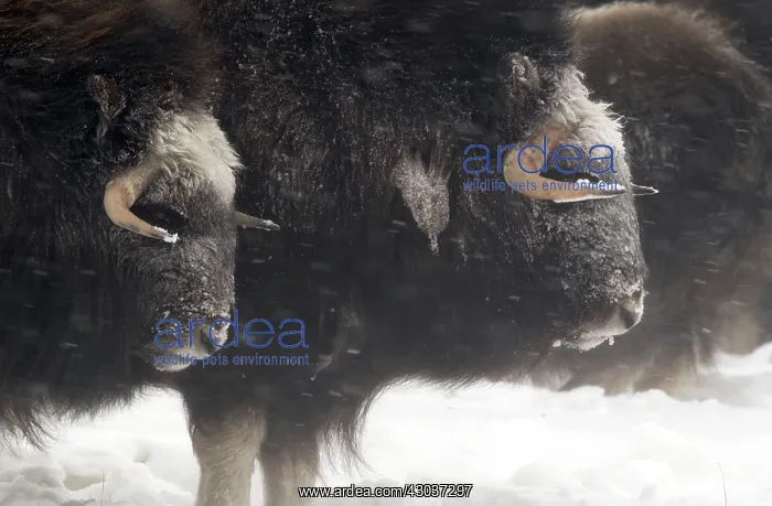 : Musk Ox herd - Herd of Musk Ox enduring a blizzard : Musk Ox herd - Herd of Musk Ox enduring a blizzard