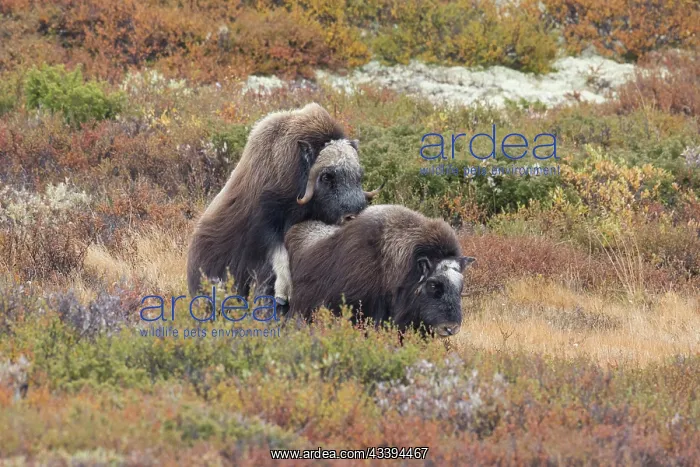 : Musk Ox mating : Musk Ox mating