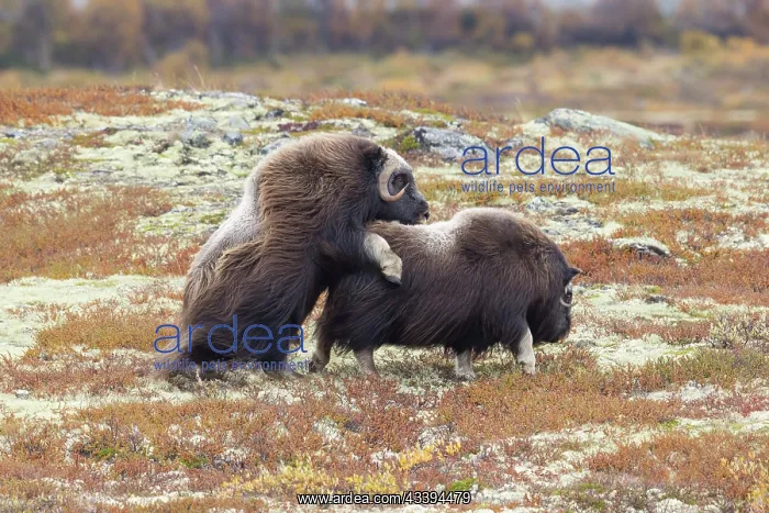 : Musk Ox mating : Musk Ox mating