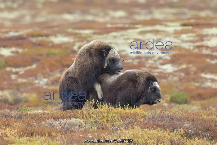 : Musk Ox mating : Musk Ox mating
