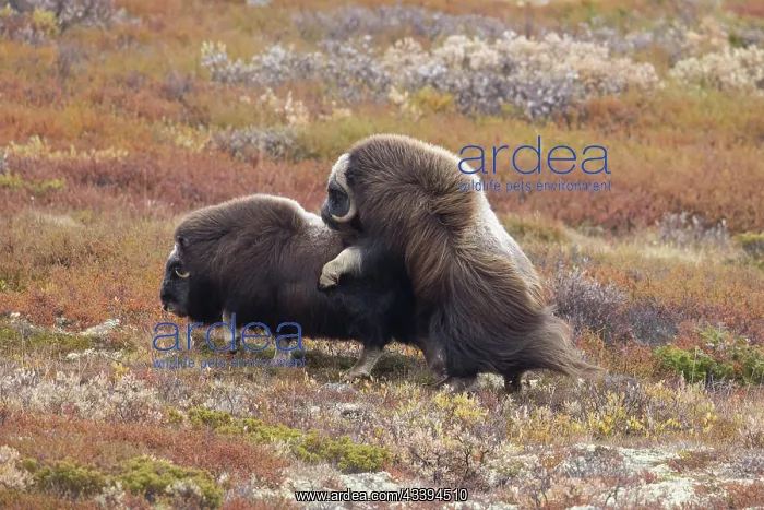 : Musk Ox mating : Musk Ox mating