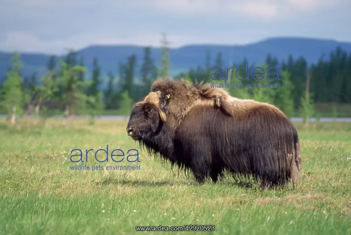 : Musk Ox - old male grazing - June : Musk Ox - old male grazing - June