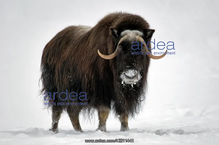 : Musk Ox (Ovibos moschatus) adult, standing in snow : Musk Ox (Ovibos moschatus) adult, standing in snow