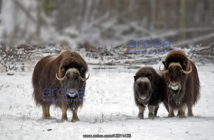 : Musk Ox (Ovibos moschatus), two adults with young : Musk Ox (Ovibos moschatus), two adults with young