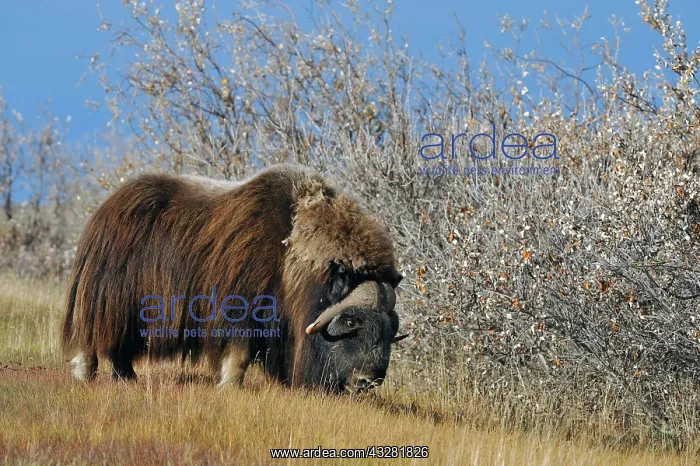 : Musk ox (Ovibos moschatus ), branch, North Slope : Musk ox (Ovibos moschatus ), branch, North Slope