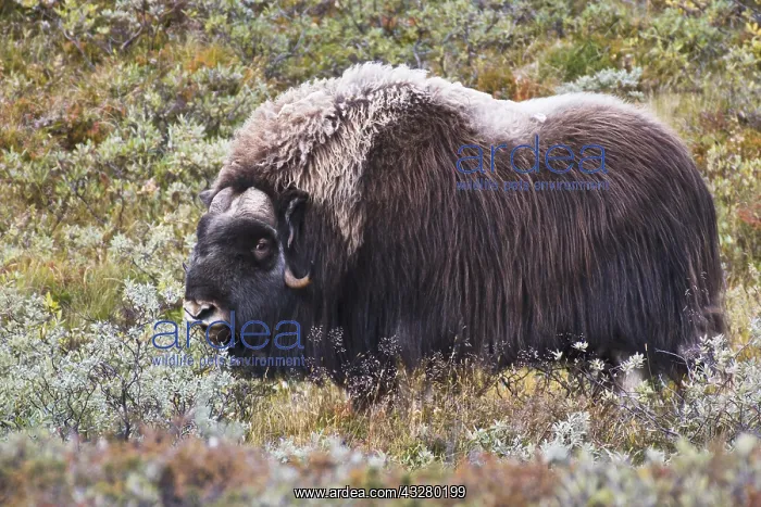 : Musk ox (Ovibos moschatus), Dovrefjell-Sundafjella : Musk ox (Ovibos moschatus), Dovrefjell-Sundafjella