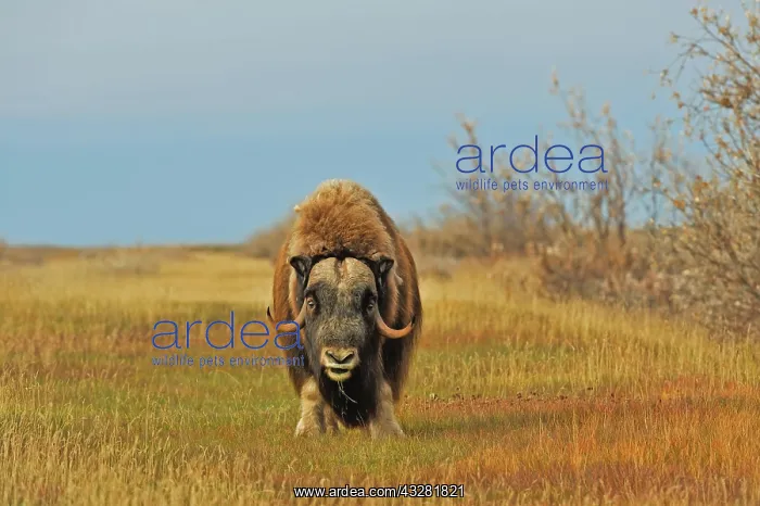 : Musk ox (Ovibos moschatus ), stands in the grass : Musk ox (Ovibos moschatus ), stands in the grass