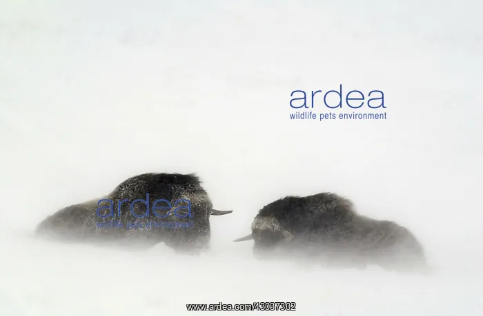 : Musk Ox pair in snow - Pair of Musk Ox enduring : Musk Ox pair in snow - Pair of Musk Ox enduring