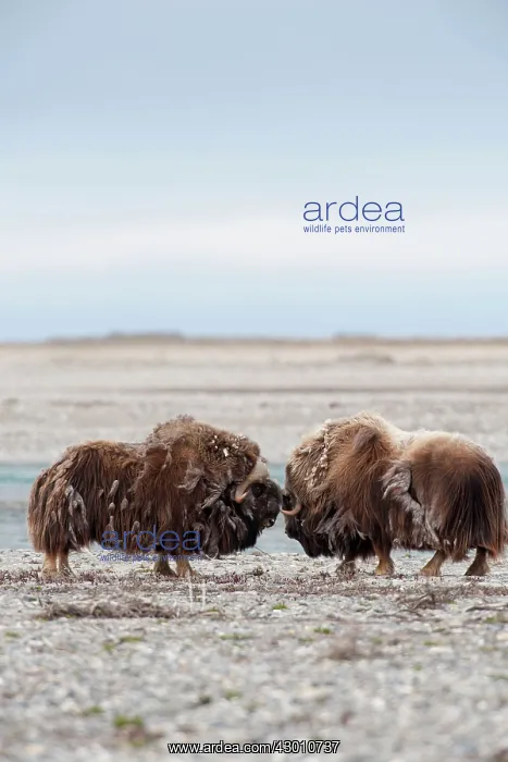 : Musk-Ox spar by cracking heads on the coastal plain : Musk-Ox spar by cracking heads on the coastal plain