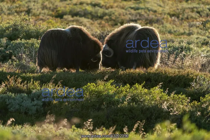 : Two musk oxen (Ovibos moschatus), standing in the : Two musk oxen (Ovibos moschatus), standing in the