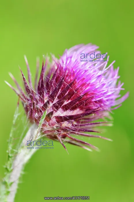 : Musk thistle, Carduus nutans, purple spikey flower : Musk thistle, Carduus nutans, purple spikey flower