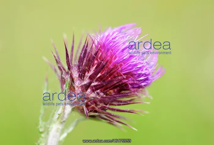 : Musk thistle, Carduus nutans, purple spikey flower : Musk thistle, Carduus nutans, purple spikey flower