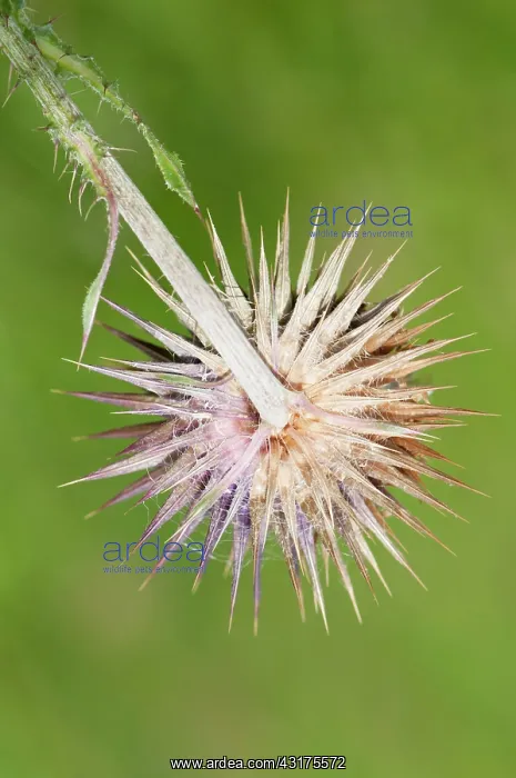 : Musk thistle, Carduus nutans, spikey flowerhead seen from be : Musk thistle, Carduus nutans, spikey flowerhead seen from be