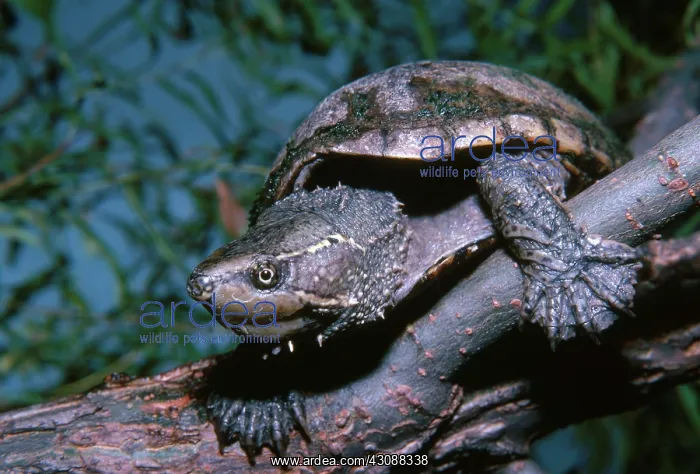 : Musk Turtle : Musk Turtle