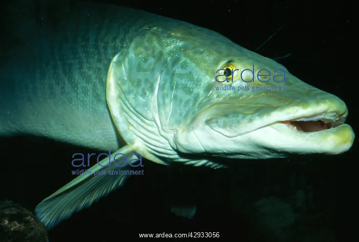 : Muskellunge : Muskellunge