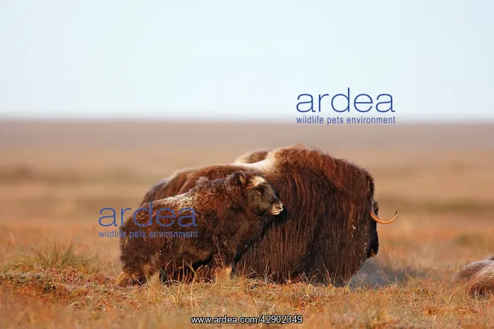  : Muskox (Ovibos moschatus). Nome - Alaska