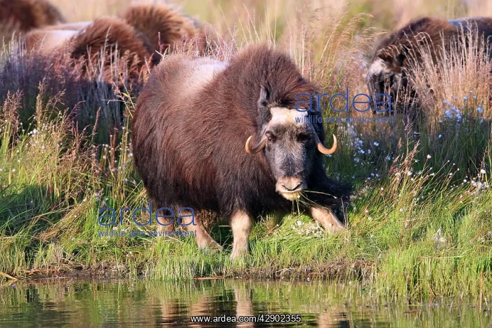 : Muskox (Ovibos moschatus). Nome - Seward peninsula - Alaska : Muskox (Ovibos moschatus). Nome - Seward peninsula - Alaska