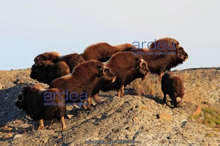  : Muskox (Ovibos moschatus). Nome - Alaska