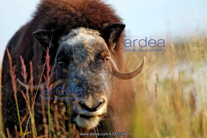  : Muskox (Ovibos moschatus). Nome - Alaska