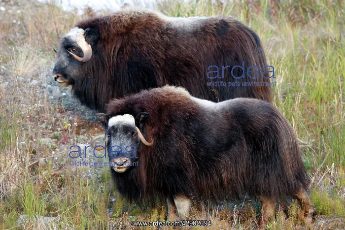  : Muskox (Ovibos moschatus). Nome - Alaska