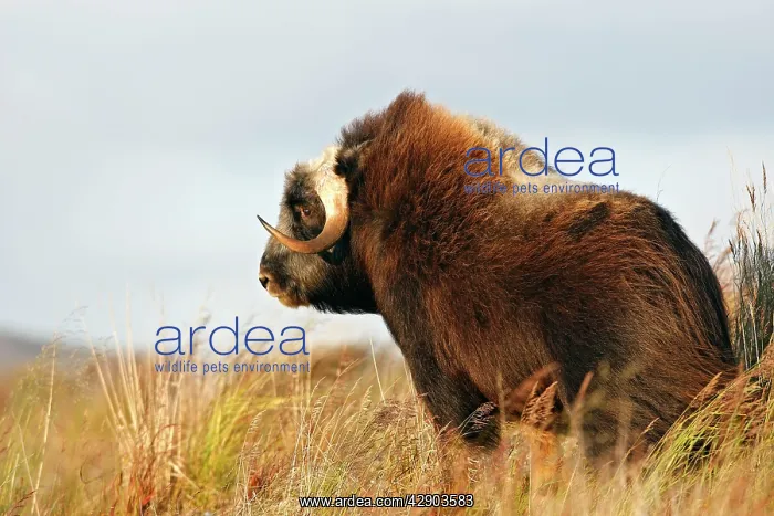 : Muskox (Ovibos moschatus). Seward Peninsula - Alaska : Muskox (Ovibos moschatus). Seward Peninsula - Alaska