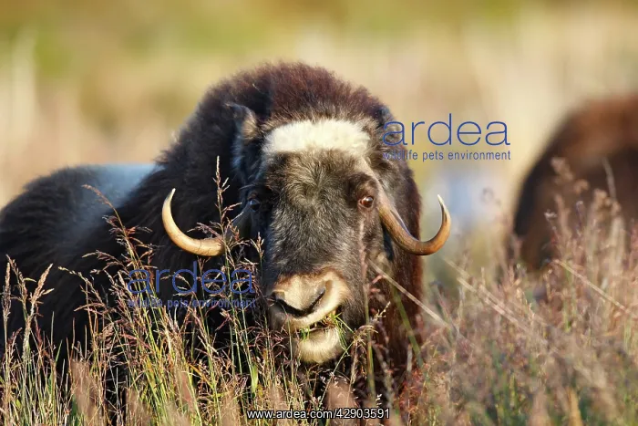 : Muskox (Ovibos moschatus). Seward Peninsula - Alaska : Muskox (Ovibos moschatus). Seward Peninsula - Alaska