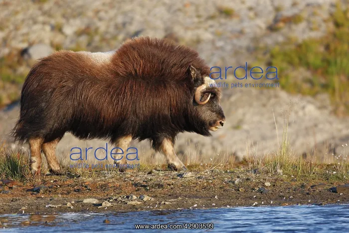 : Muskox (Ovibos moschatus). Seward Peninsula - Alaska : Muskox (Ovibos moschatus). Seward Peninsula - Alaska