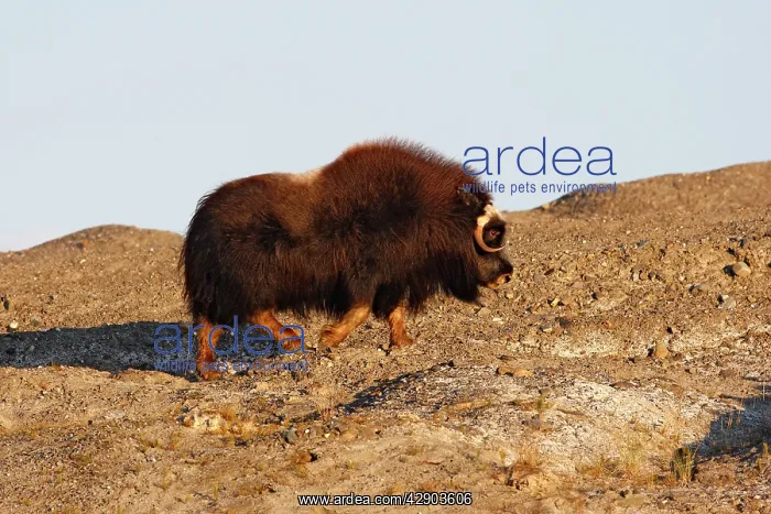 : Muskox (Ovibos moschatus). Seward Peninsula - Alaska : Muskox (Ovibos moschatus). Seward Peninsula - Alaska