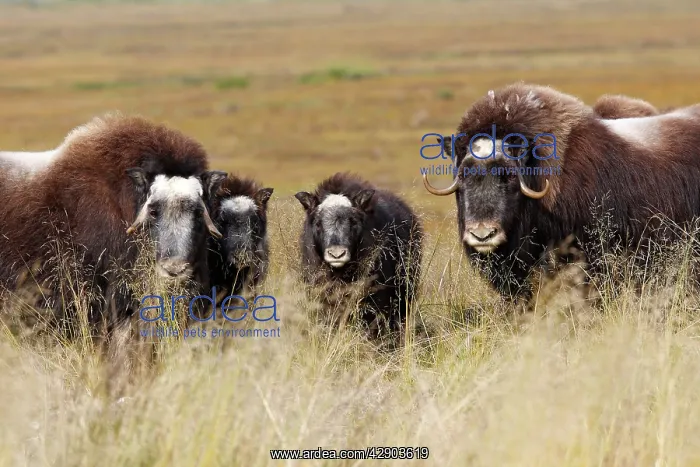  : Muskox (Ovibos moschatus). Nome - Alaska