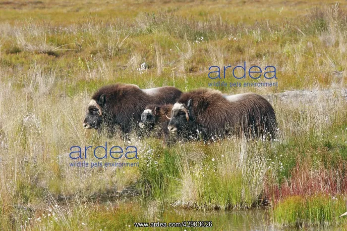  : Muskox (Ovibos moschatus). Nome - Alaska