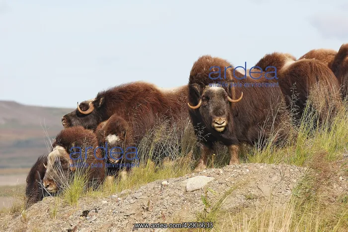  : Muskox (Ovibos moschatus). Nome - Alaska