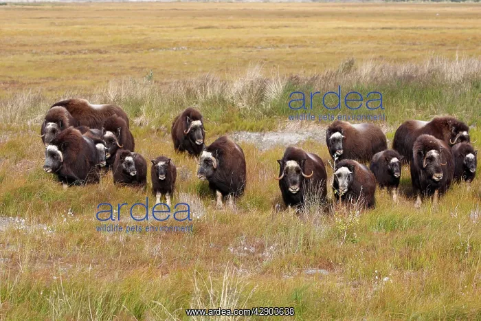  : Muskox (Ovibos moschatus). Nome - Alaska