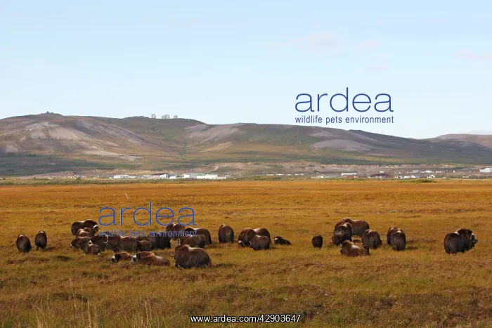  : Muskox (Ovibos moschatus). Nome - Alaska
