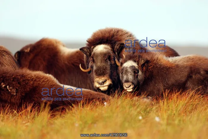  : Muskox (Ovibos moschatus). Nome - Alaska