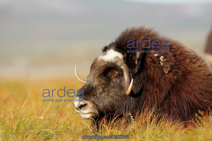  : Muskox (Ovibos moschatus). Nome - Alaska