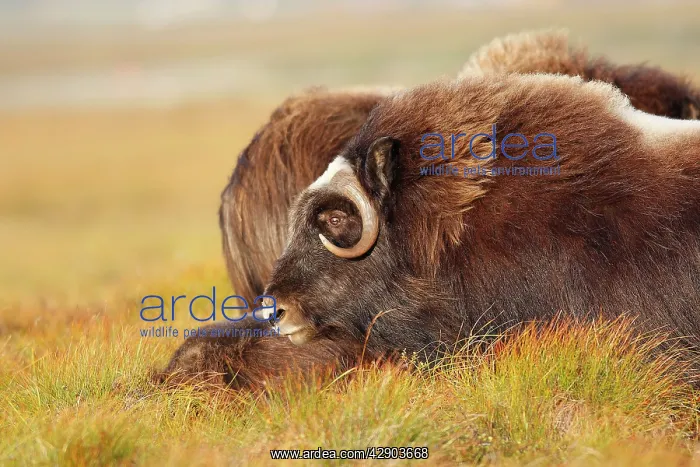  : Muskox (Ovibos moschatus). Nome - Alaska