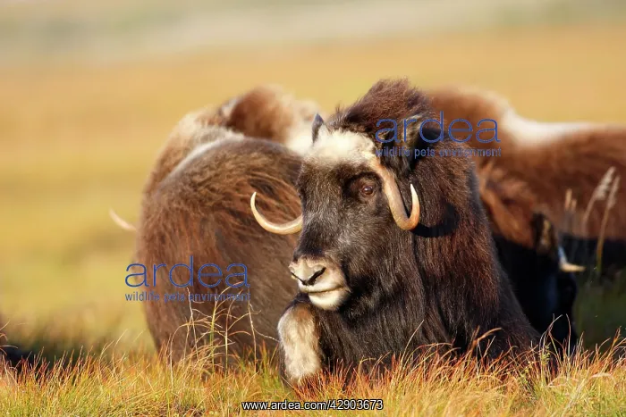  : Muskox (Ovibos moschatus). Nome - Alaska